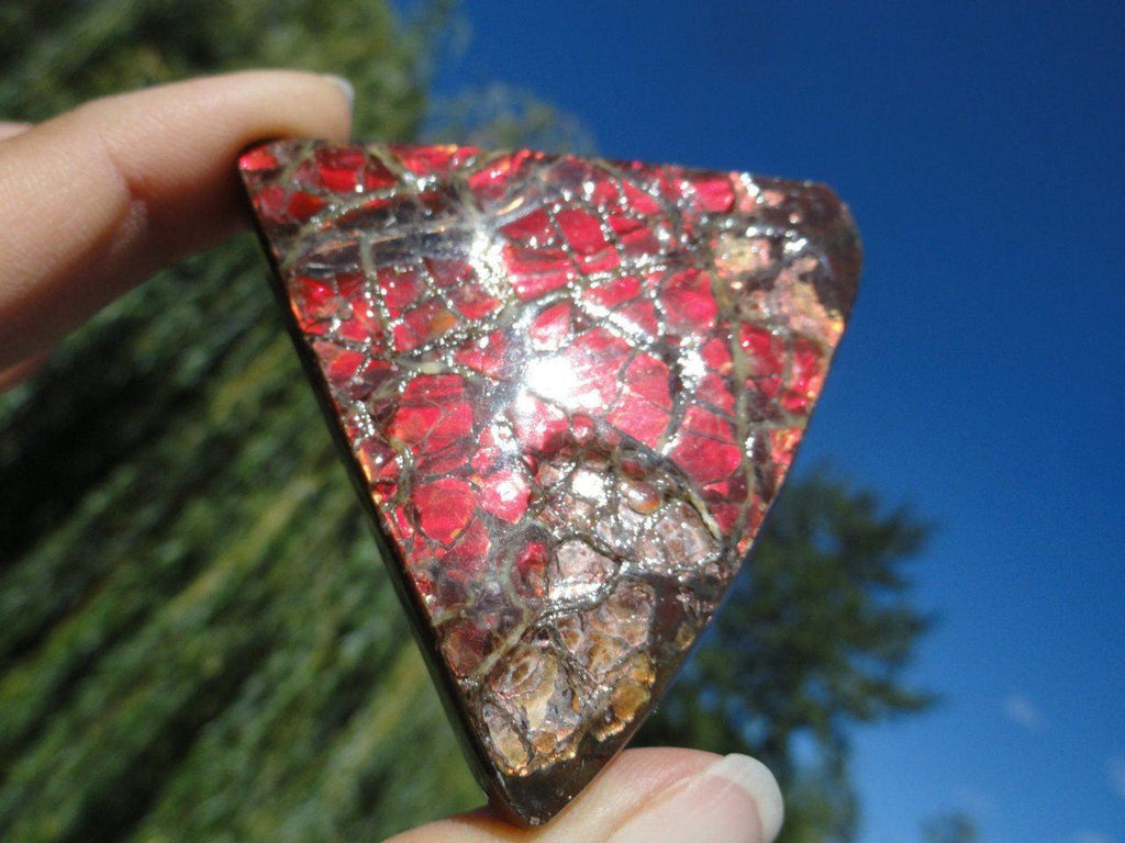Extra Red Rare Canadian AMMOLITE Specimen* - Earth Family Crystals