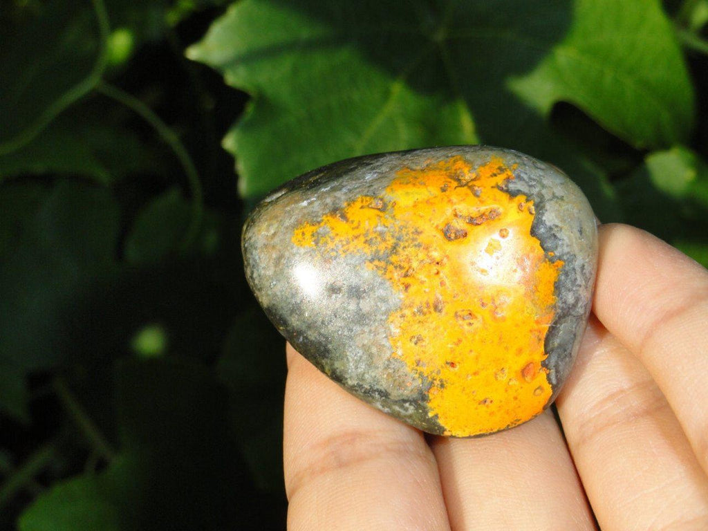 Vibrant BUMBLE BEE JASPER Palm Stone* - Earth Family Crystals