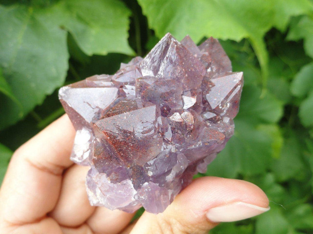 Hand Harvested Canadian AMETHYST CLUSTER With Red Hematite Inclusions* - Earth Family Crystals