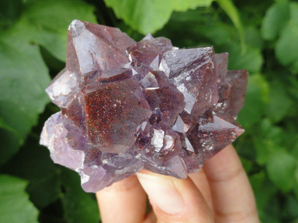 Hand Harvested Canadian AMETHYST CLUSTER With Red Hematite Inclusions* - Earth Family Crystals