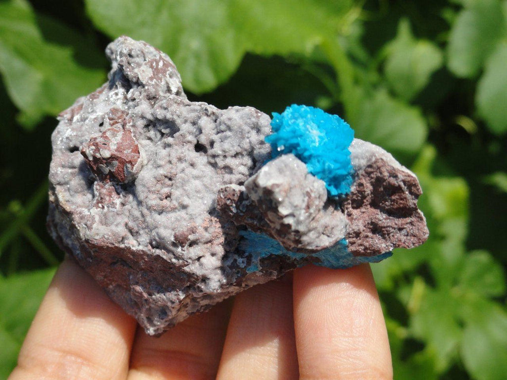 Rare Electric Blue CAVANSITE Clusters On Matrix * - Earth Family Crystals