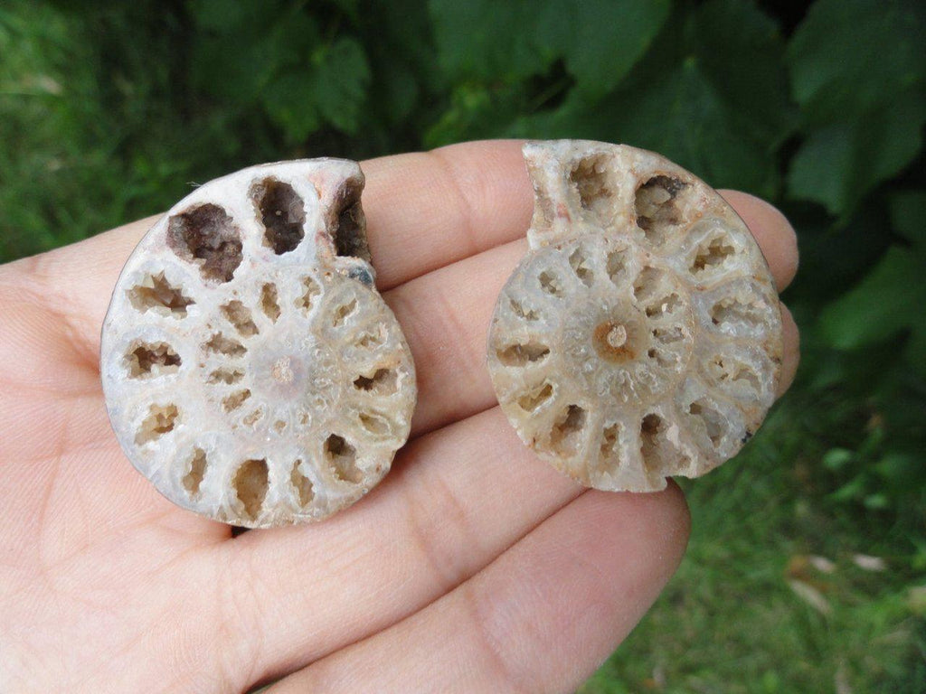Awe-Inspiring AMMONITE Pair With Cave Druzies* Includes a collectors Box* - Earth Family Crystals