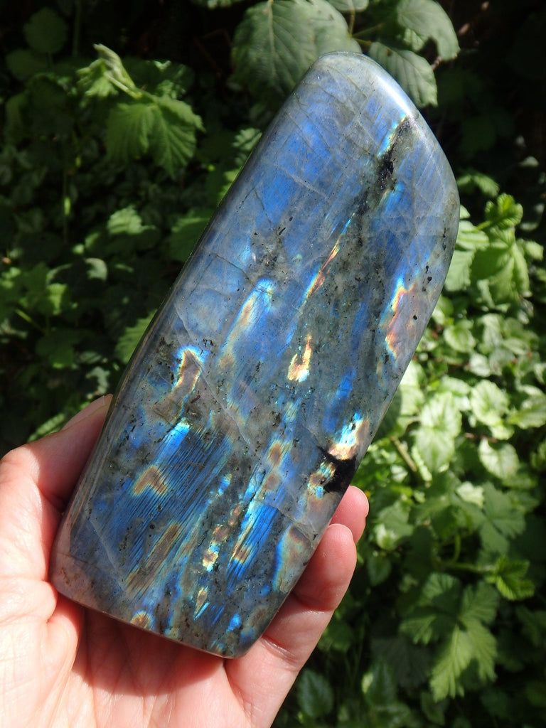 Gorgeous Tall & Mighty Rainbow Flashes Labradorite Display Specimen - Earth Family Crystals