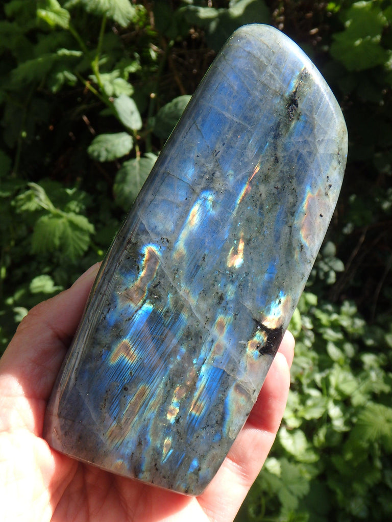 Gorgeous Tall & Mighty Rainbow Flashes Labradorite Display Specimen - Earth Family Crystals