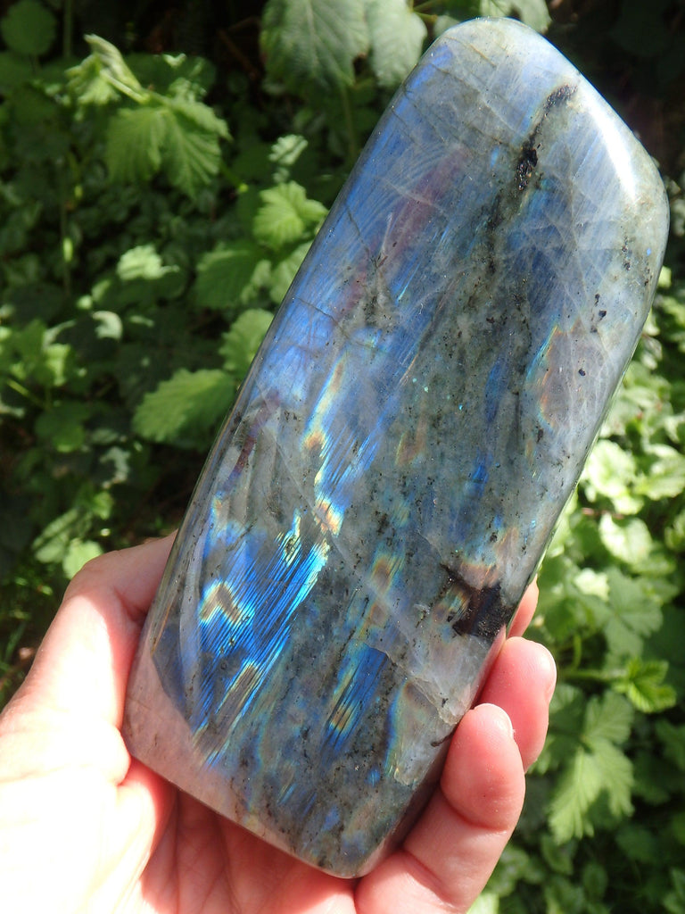 Gorgeous Tall & Mighty Rainbow Flashes Labradorite Display Specimen - Earth Family Crystals