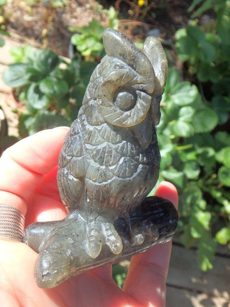 Friendly Labradorite Owl Standing Display Specimen - Earth Family Crystals