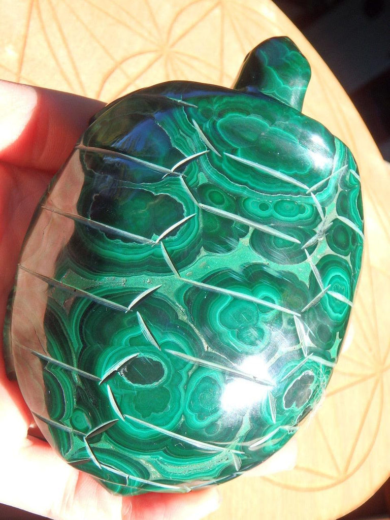 Fabulous Bulls Eye Swirls XL Malachite Turtle Carving - Earth Family Crystals