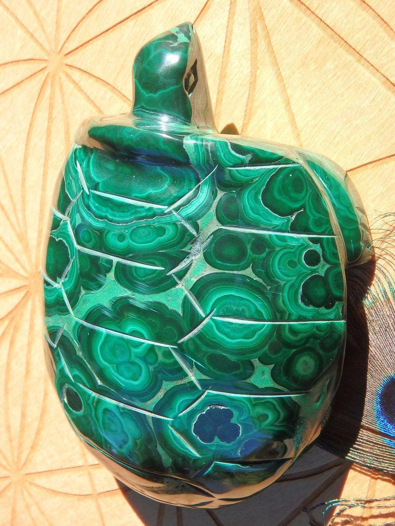 Fabulous Bulls Eye Swirls XL Malachite Turtle Carving - Earth Family Crystals