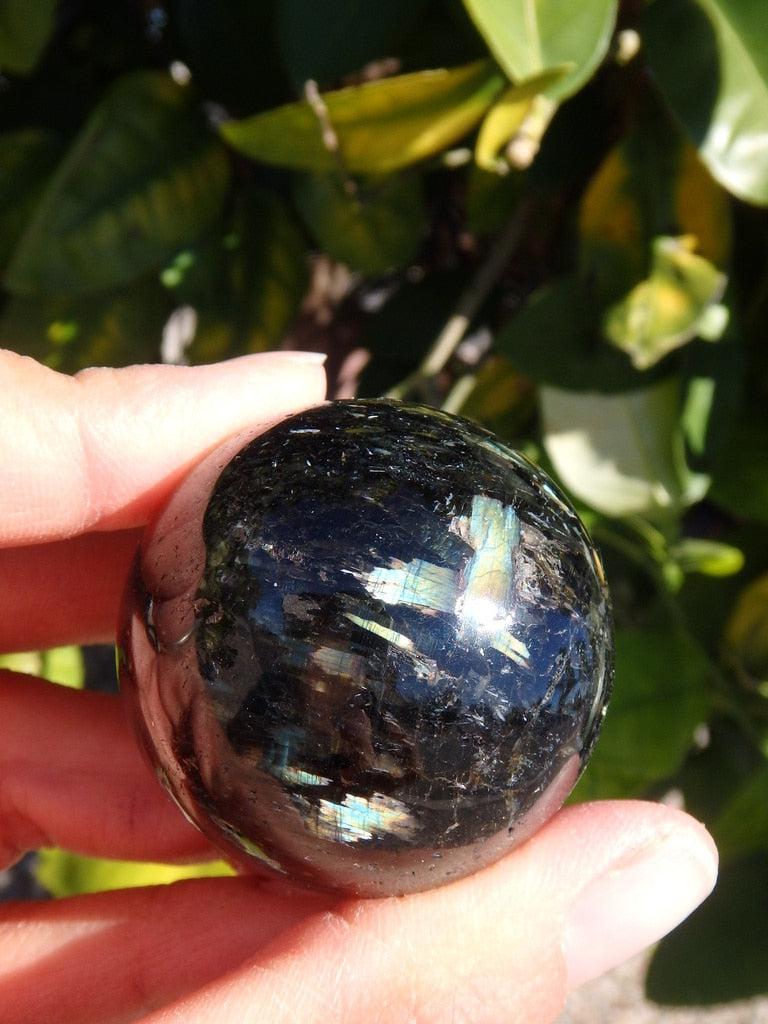 Rare! Massive Rainbow Flash Genuine Nuummite Gemstone Sphere - Earth Family Crystals