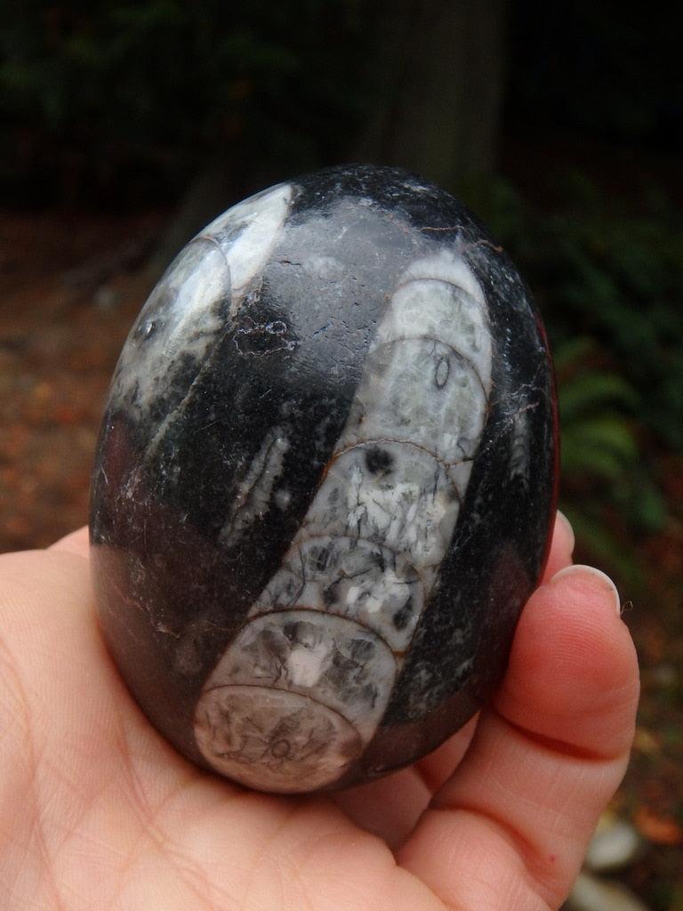 Orthoceras fossil Polished Egg - Earth Family Crystals