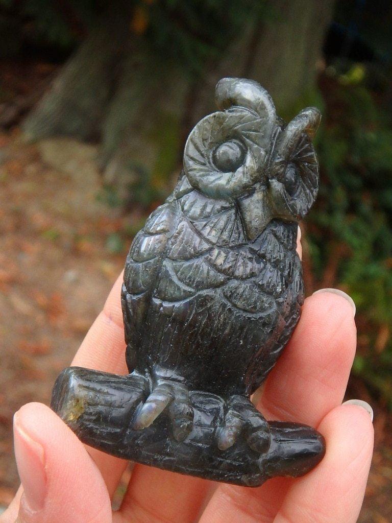 Adorable Hint of Flashes Owl Labradorite Carving - Earth Family Crystals