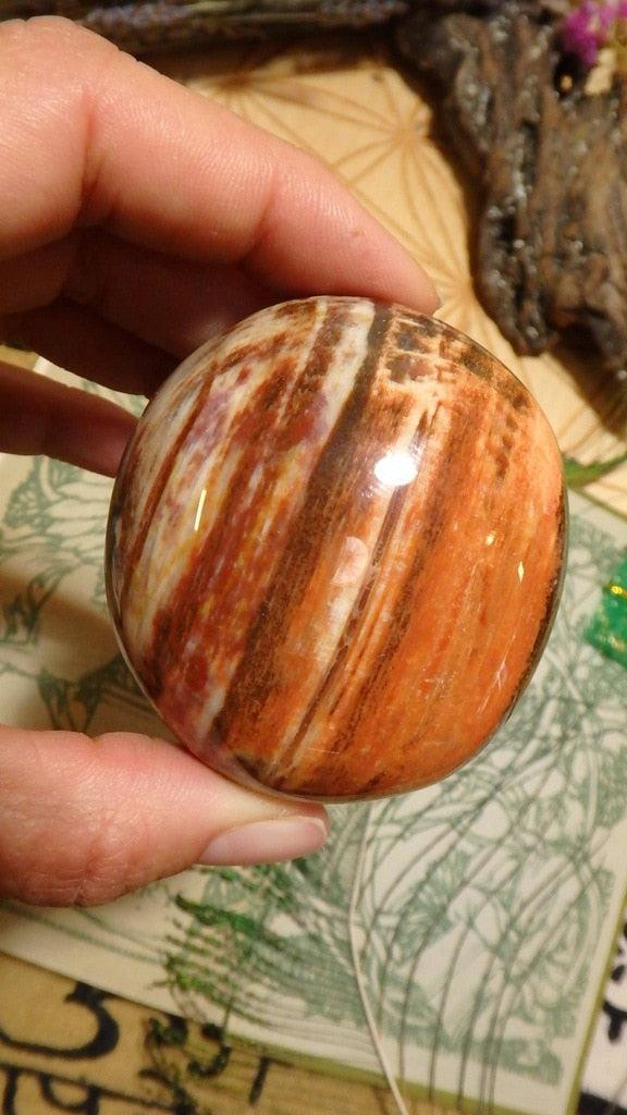 Vibrant Orange & Chocolate Brown Polished Petrified Wood Specimen - Earth Family Crystals
