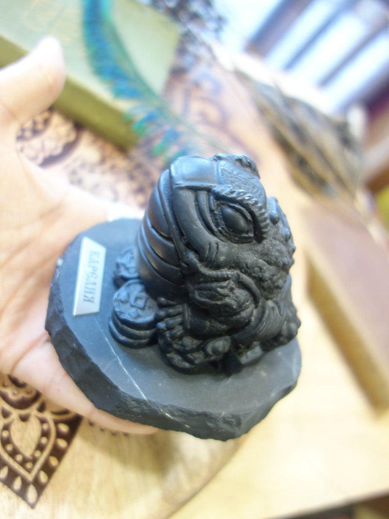 EMF Protection! Large Shungite Money Frog  Display Specimen (REDUCED) - Earth Family Crystals