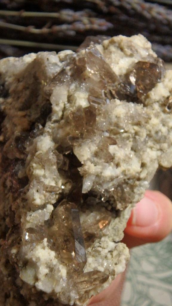 Fasinating Smoky Quartz Points Nestled in Matrix From Bern, Swizerland - Earth Family Crystals