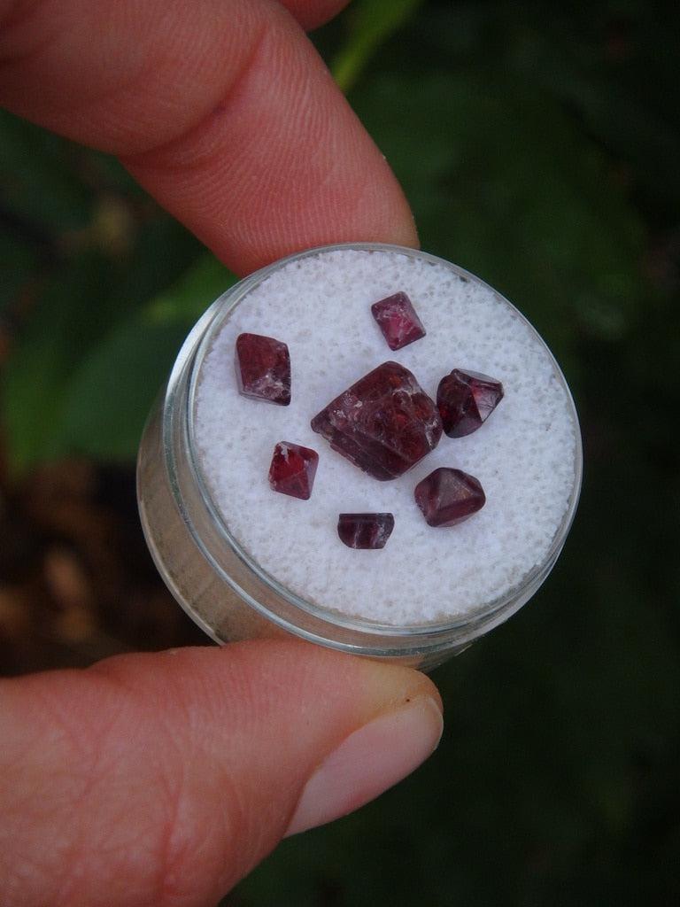 Gemmy Burgundy Spinel's In Collectors Box 1 - Earth Family Crystals