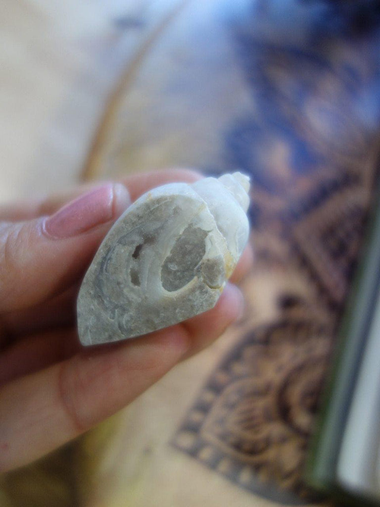 Cute White Druzy Deep Cave Spiralite Gemshell - Earth Family Crystals