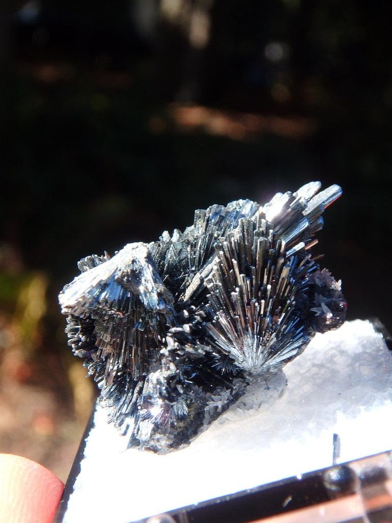 Intricate & Stunning Stibnite Specimen From Herja Mine, Romania In Collectors Box - Earth Family Crystals