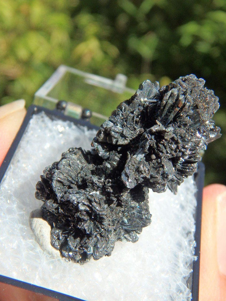 Collectors Intricate Stibnite Cluster in Protective Box From Herja Mine, Romania - Earth Family Crystals