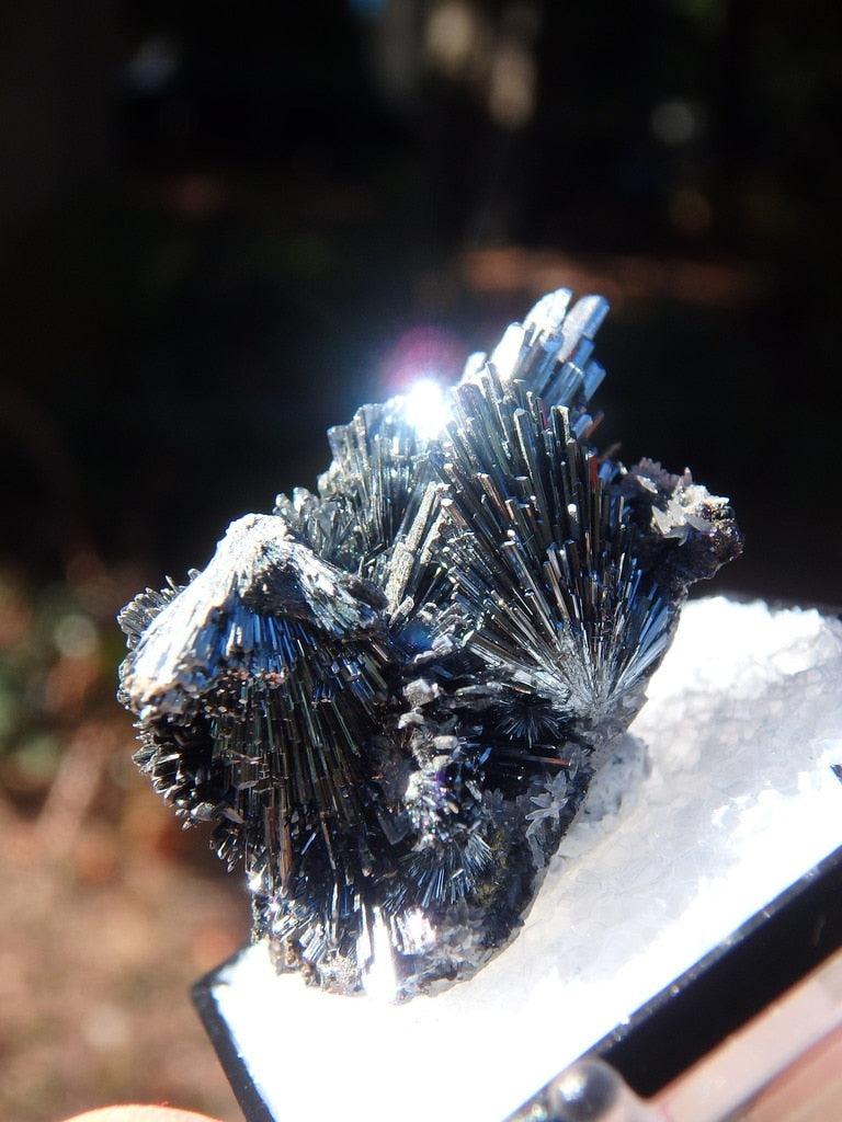 Intricate & Stunning Stibnite Specimen From Herja Mine, Romania In Collectors Box - Earth Family Crystals
