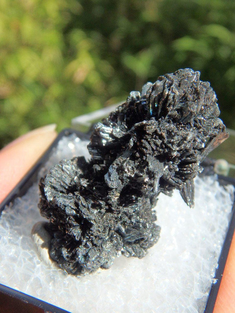 Collectors Intricate Stibnite Cluster in Protective Box From Herja Mine, Romania - Earth Family Crystals