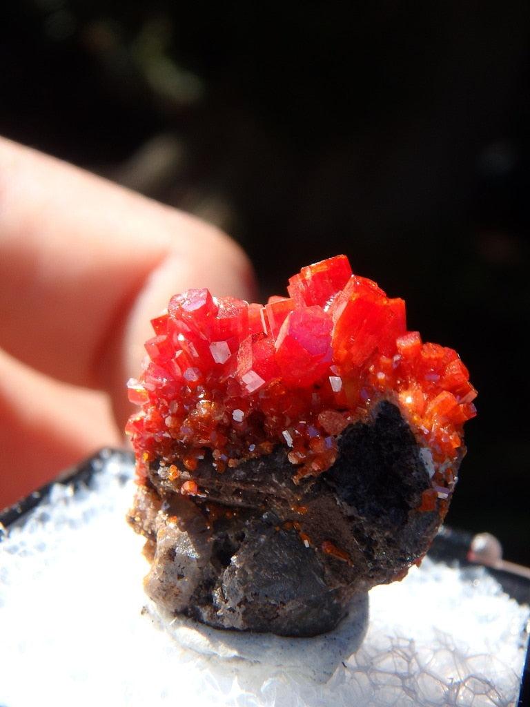 Fascinating Lush Orange Vandanite Specimen From Pure Potential Mine, AZ  In Collectors Box - Earth Family Crystals