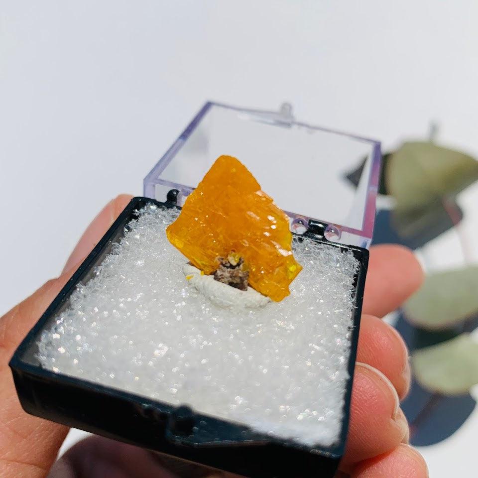 Vibrant Orange Wulfenite Crystal From Old Yuma Mine, Pima Co, Arizona in Collectors Box - Earth Family Crystals